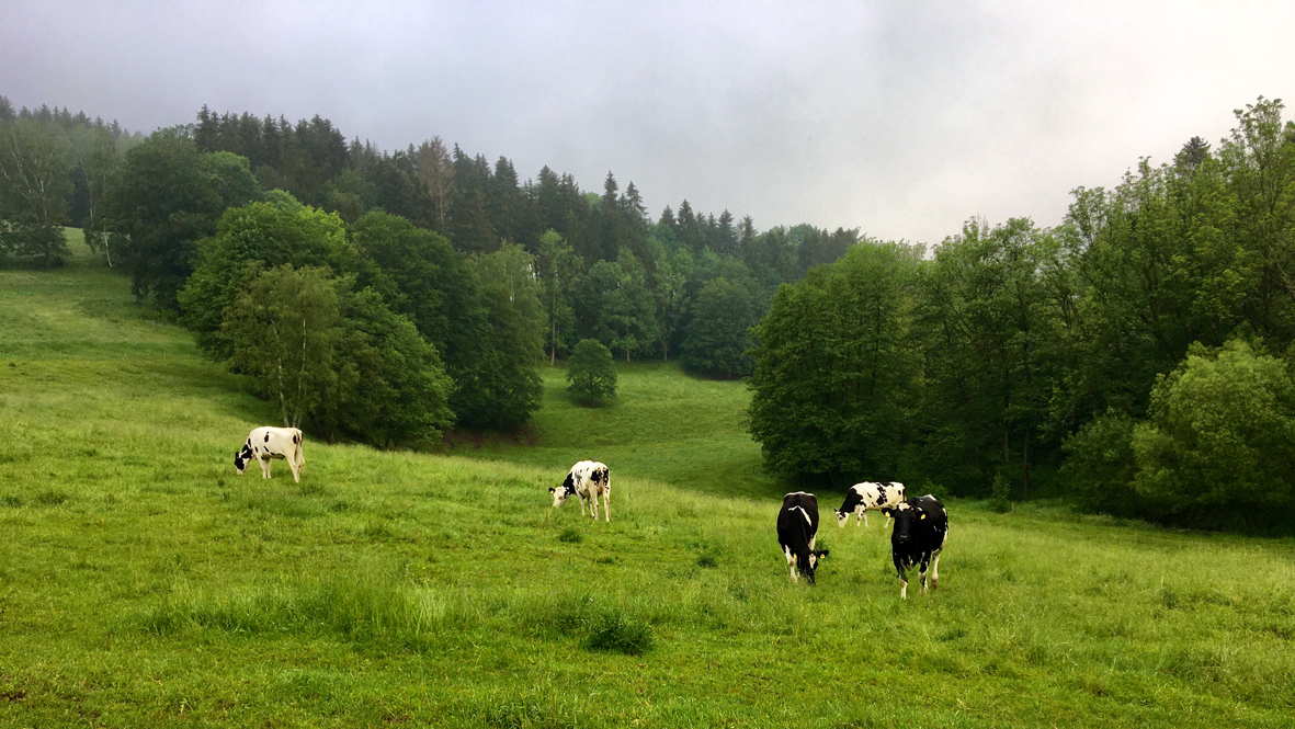 Sattes Grün im Erzgebirge. Eine Gaumenfreude für die Tiere und eine Augenweide für den Wanderer.