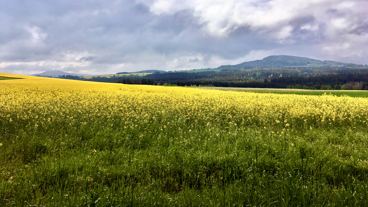 Aufziehender Regen am Scheibenberg. Foto: Chris Bergau/bergau-media.com