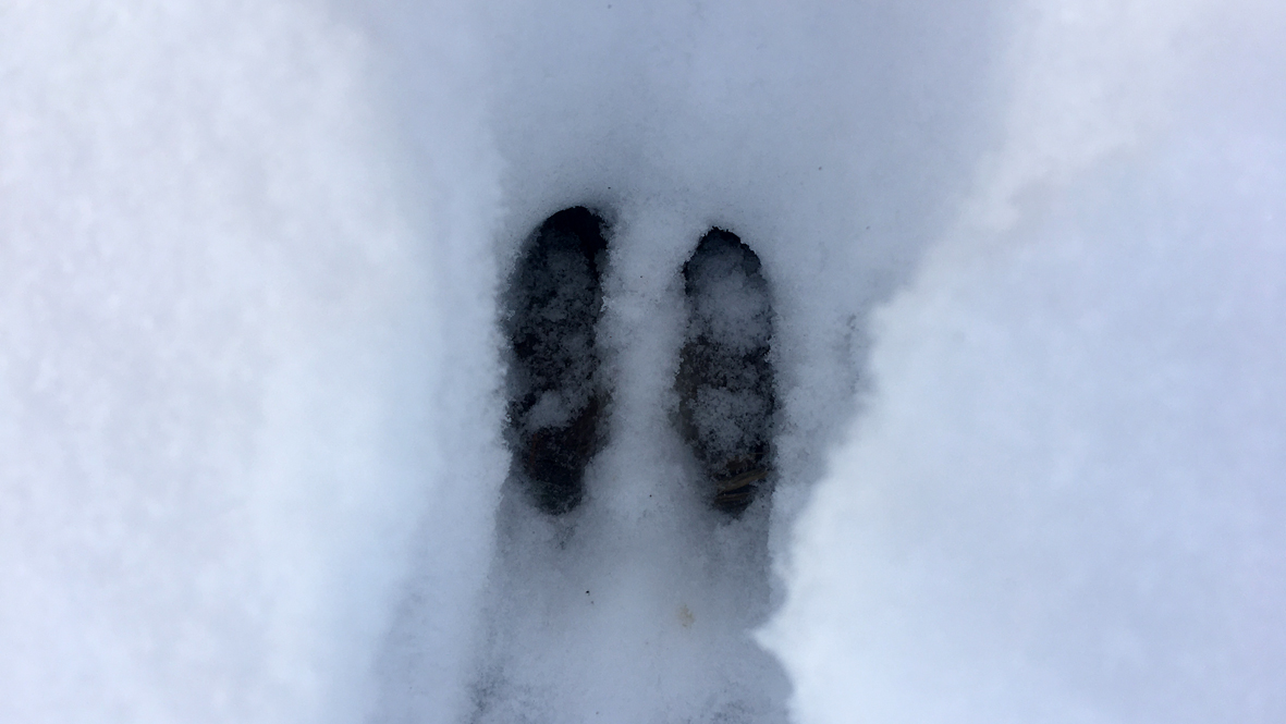 Rehspuren im Schnee. / Deer tracks in the snow.