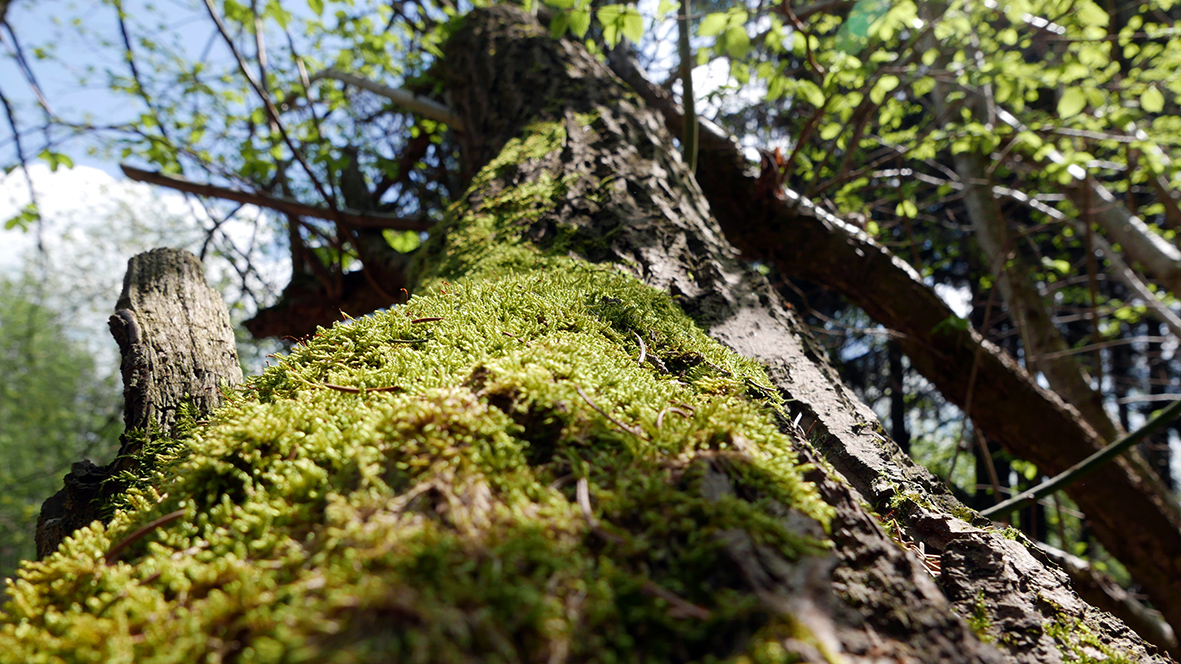 Wonderful nature. Photo: Chris Bergau