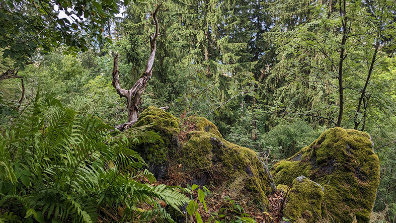 Rustic landscape on the 823 meter high Pöhlberg near Annaberg-Buchholz. Photo: Chris Bergau