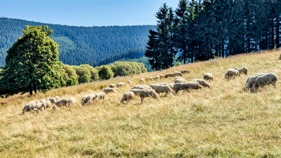 The sheep help to mow the meadows at the foot of the Fichtelberg. Photo: Chris Bergau