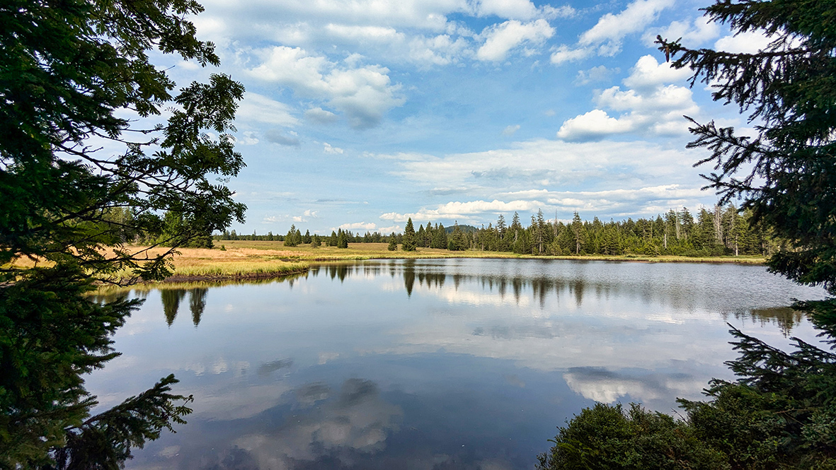 The Mrtvý rybník (Dead Pond) is almost black in color due to the peat. Photo: Chris Bergau