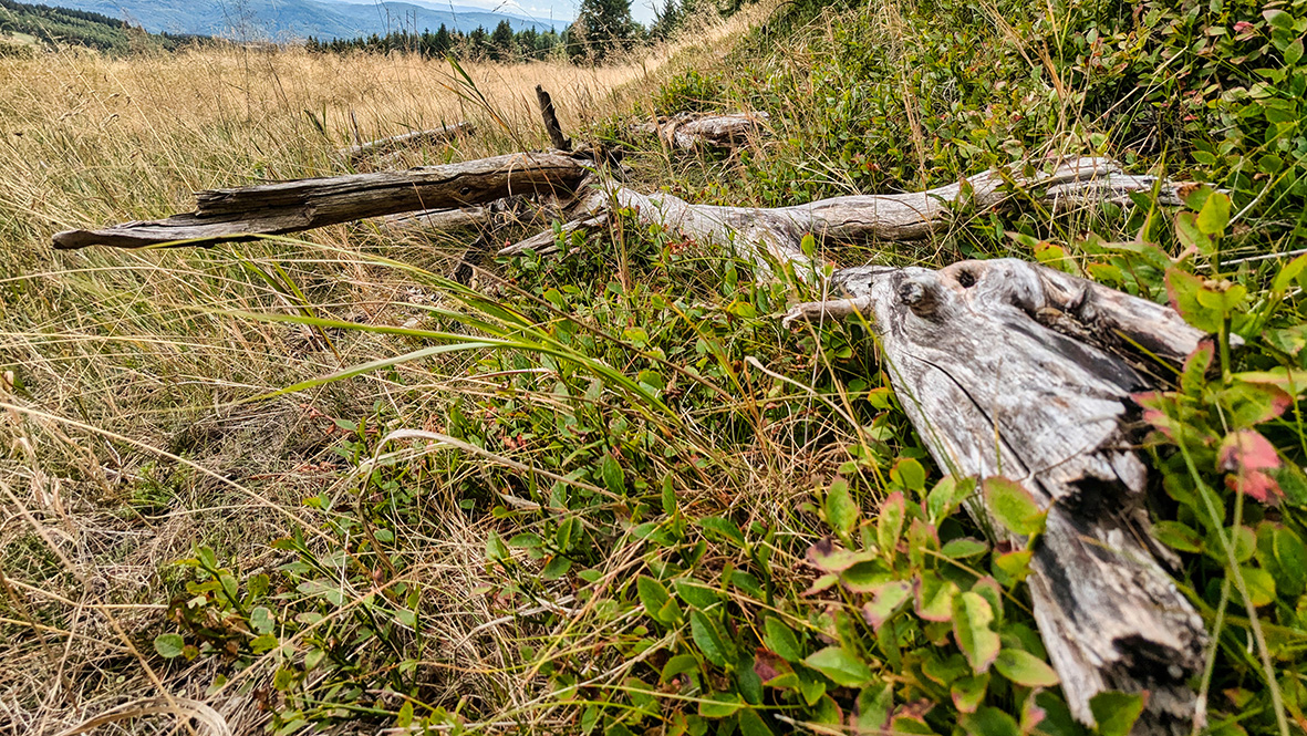 The wild nature in the Czech Republic. Photo: Chris Bergau