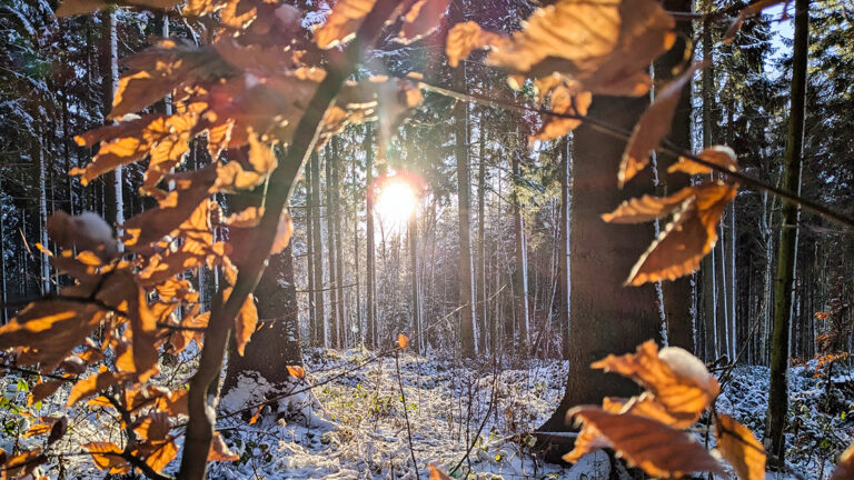 Winter in the Forest. Photo: Chris Bergau